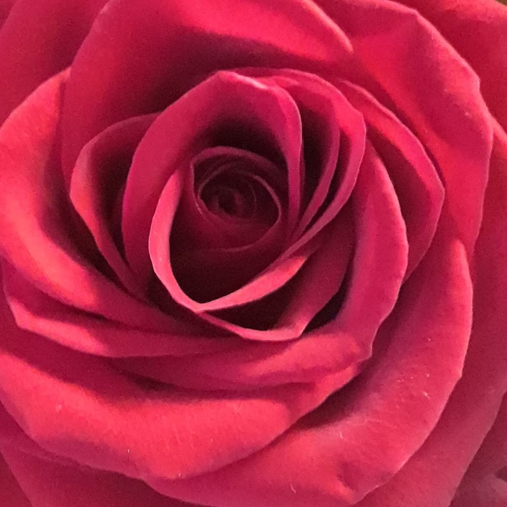 Meet your Posher, Lydia